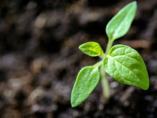 Febrero, comienza la preparación de tu huerto